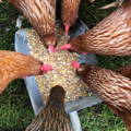 feeding_chickens_healthy_diet