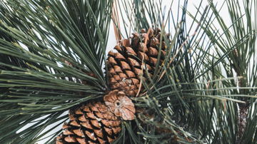 Main Content Image