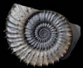 Ammonite Fossil Preparation 