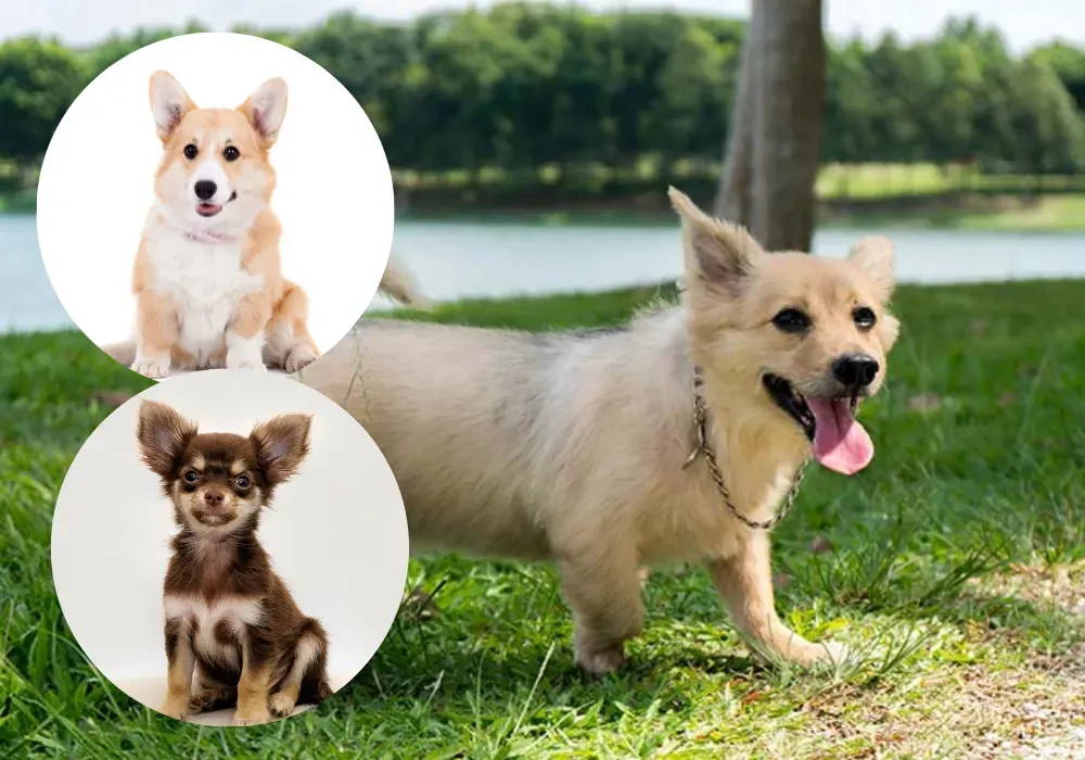 corgi mixed with chihuahua