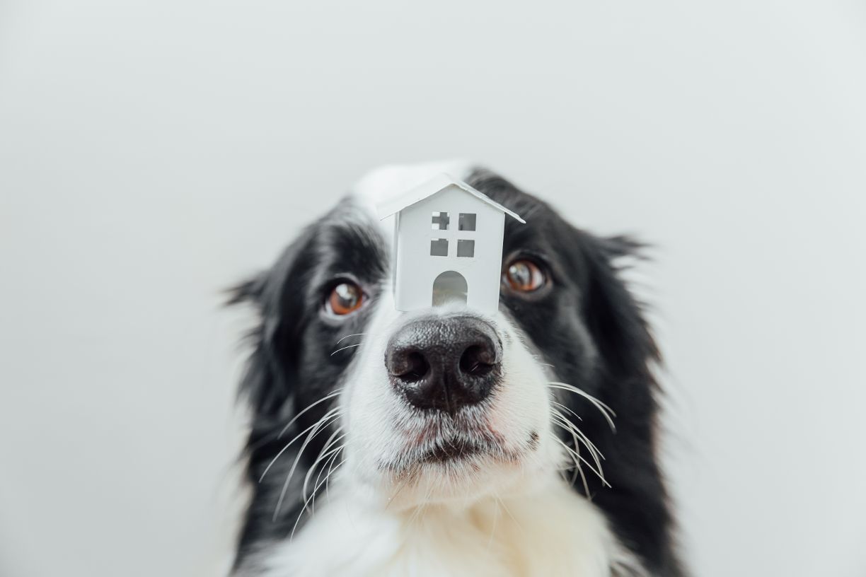 featured image for story, RENTING WITH PETS