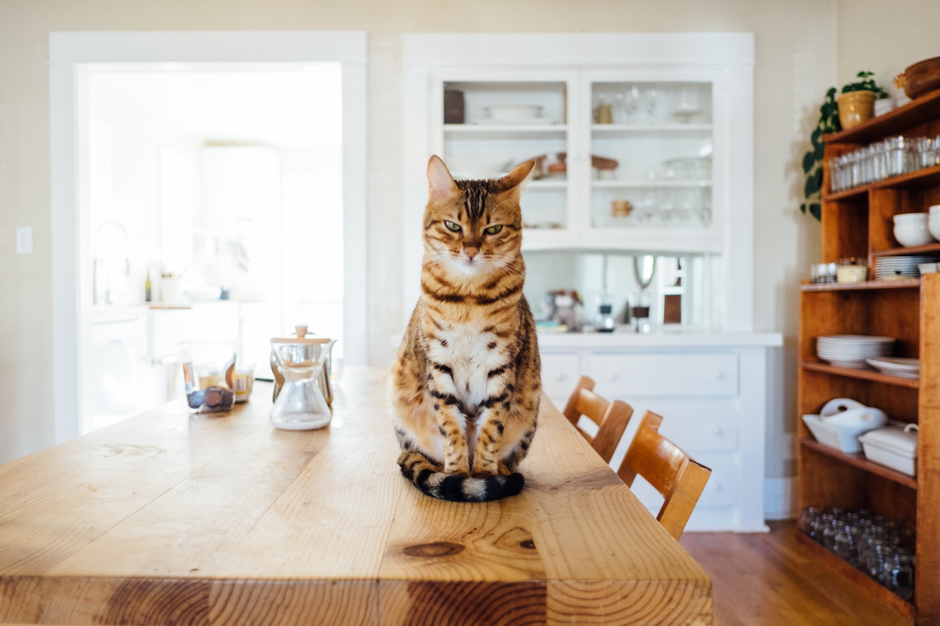 an orange cat sitting on a wooden table looking upset