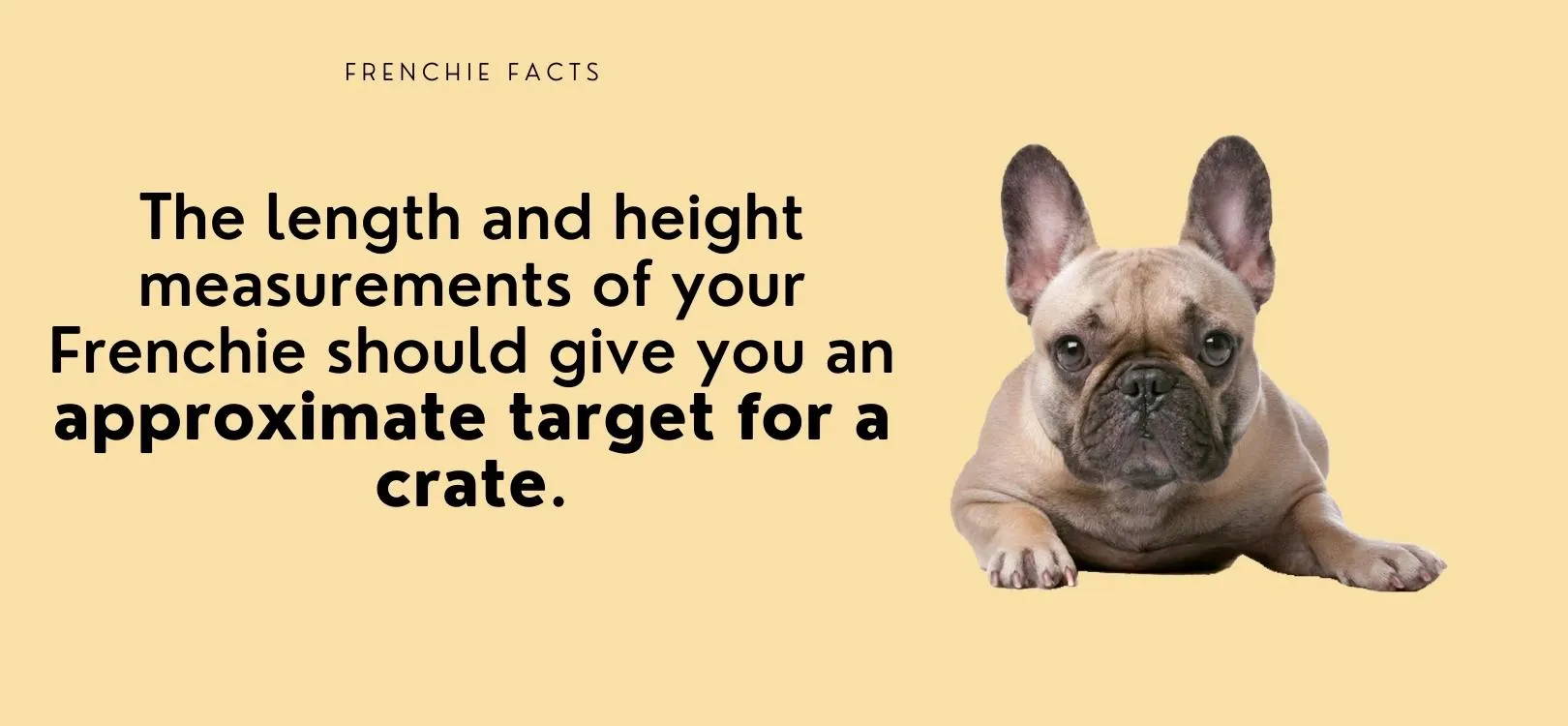 french bulldogs guide