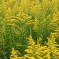 goldenrod-plants-for-bee-habitat