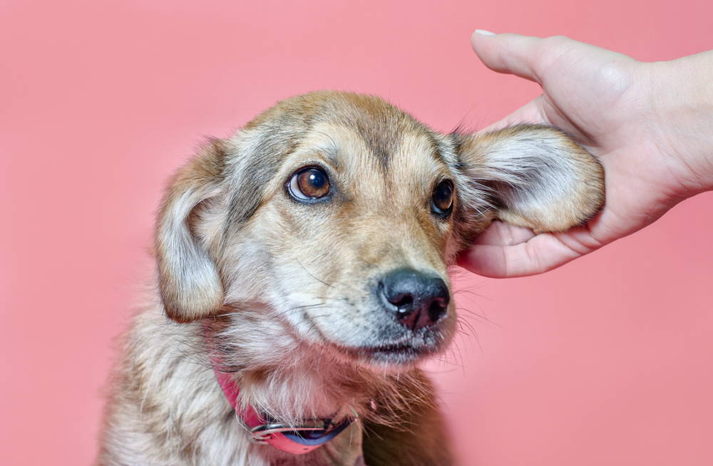 Owner inspecting a dog's ear for signs of chronic ear infection