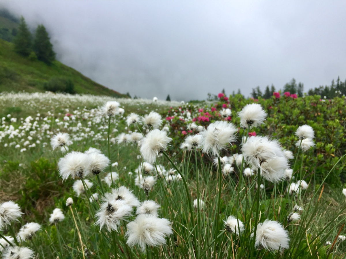 Grüne Natur senkt das Stresshormon Cortisol beim Bergwandern 