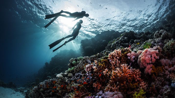 The Red Sea is a paradise for underwater photography