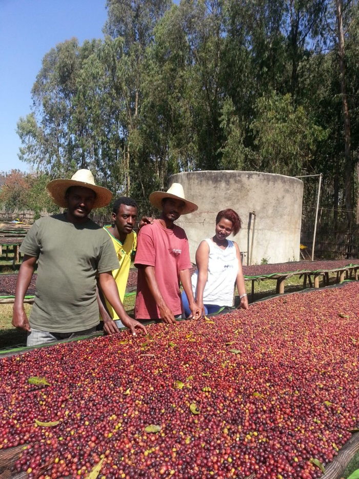 Ethiopia coffee cherries drying