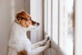 Anxious dog looking out the window waiting for owner to come home