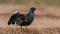 black grouse standing on a farm