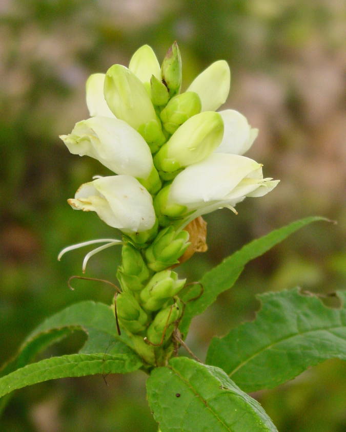 White turtlehead flowers in a woodland garden