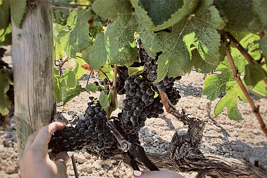  Puerto Andratx
- Con una gran cantidad de bodegas y viñedos y variedades únicas de uvas, la producción de vinos locales está ganando popularidad tanto en la isla como en el extranjero.