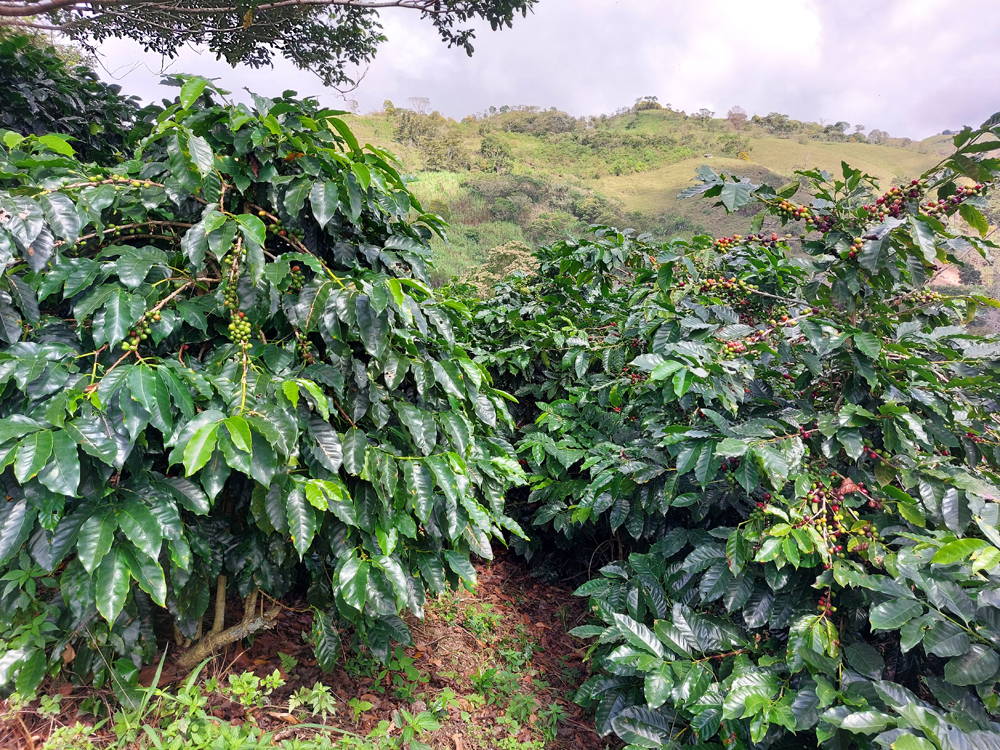 Coffee farm in the Lempira department of western Honduras