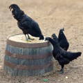 ayam-cemani-pair-gypsy-shoals-farm-alabama-us-breeder