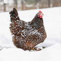 gold-laced-wyandotte-in-snow gold-laced-wyandotte-in-snow