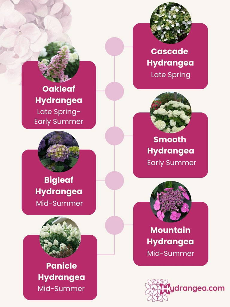 Graphic showcasing hydrangea types and when they begin to bloom