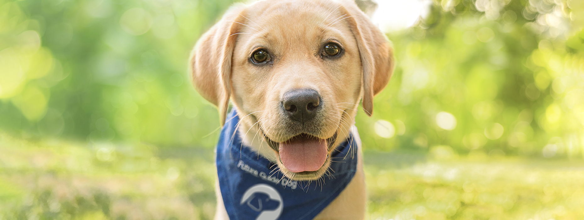 Dogs Inc Donor portal