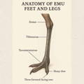 skeletal_anatomy_emu_feet_and_legs skeletal_anatomy_emu_feet_and_legs