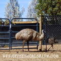 gates-security-on-emu-ranch