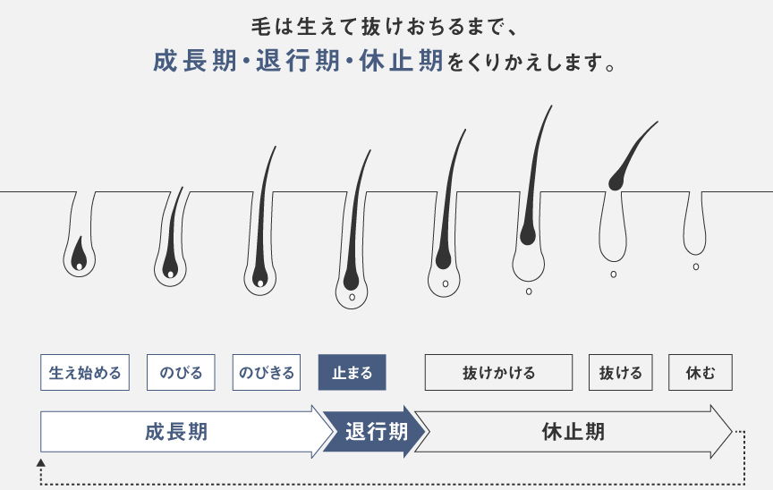 毛周期