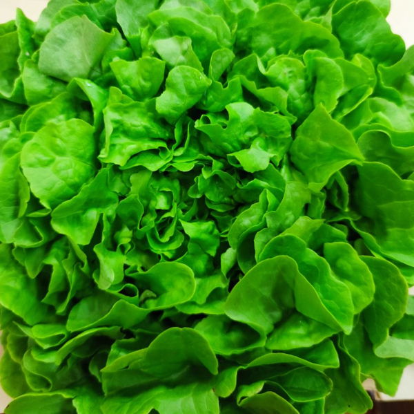 salade-feuille-de-chene-verte