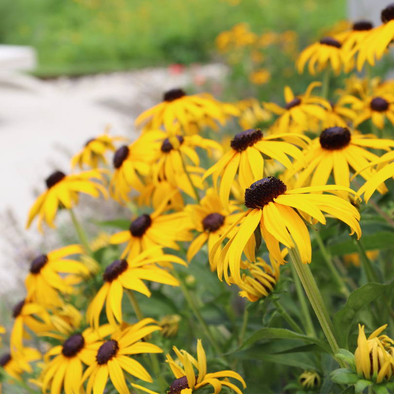 A border full of bright yellow Black-Eyed Susan flowers with dark centers