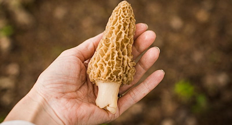Trail to Table: Morel Hunt & Fireside Feast