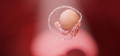Embryo in sehr frühem Stadium 