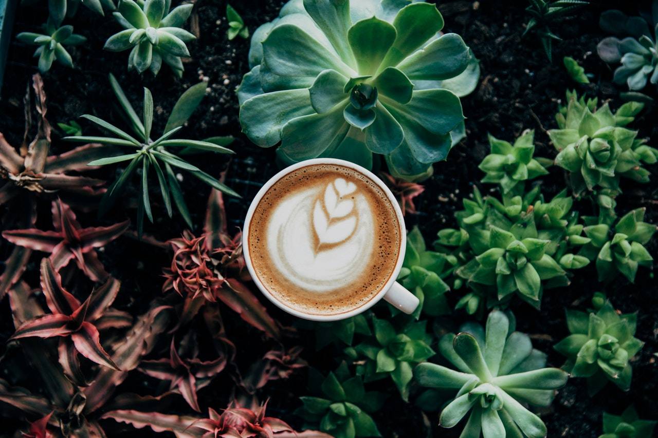 BeanBear forest floor coffee shot