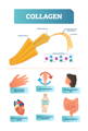 infographic including a diagram of collagen fibers and the various benefits of using collagen