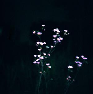 夜光花3 Kai Awrd Ja