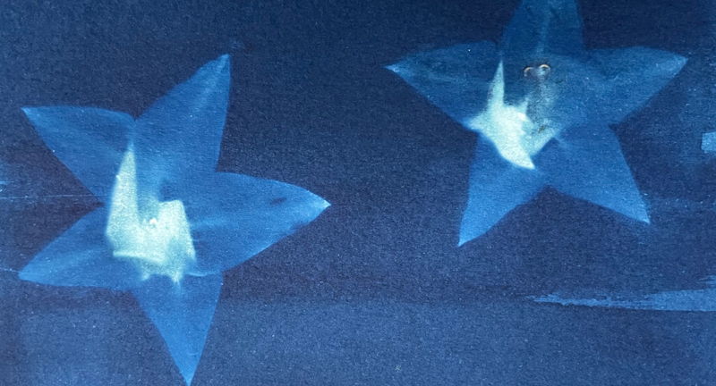 Meridian's 50th Issue Celebration Reading