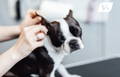 Boston Terrier having her ears cleaned for ear mites