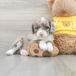 Our future puppy fund (Venmo option)