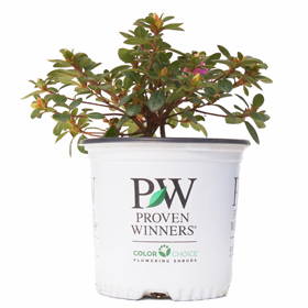 gallon size Proven Winners shrub