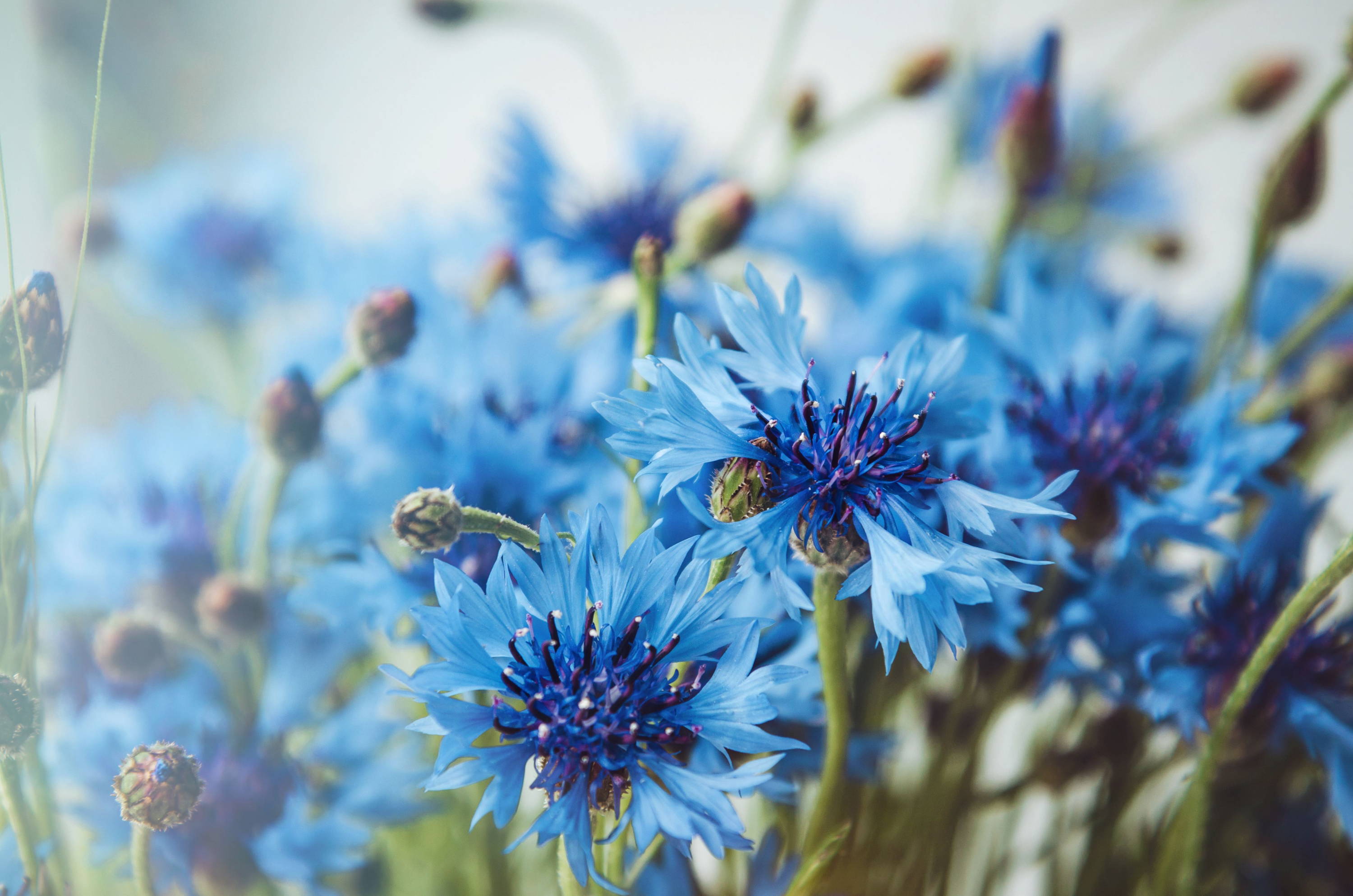 Hellblaue Kornblumen