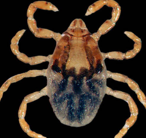 brown dog tick nymph picture