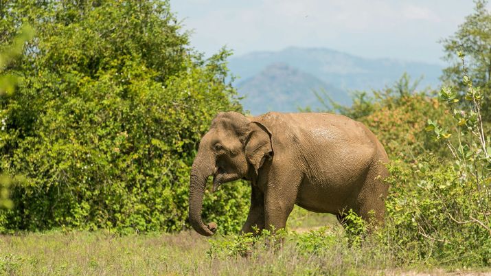 Elephant in Udawalawe National Park, Sri Lanka