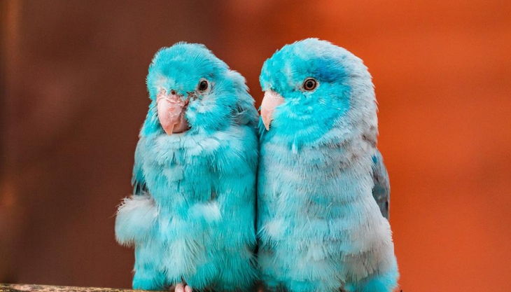 rolfs streichelzoo papagein