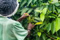 woman picking leaves and tending tress in a garden 