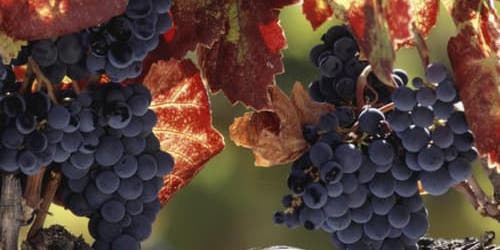 Napa Valley & Sonoma: Wine Tour from San Francisco promotional image