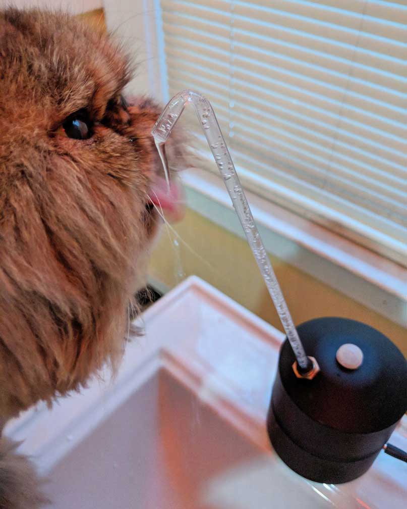 Closeup of cat tongue drinking water from AquaPurr
