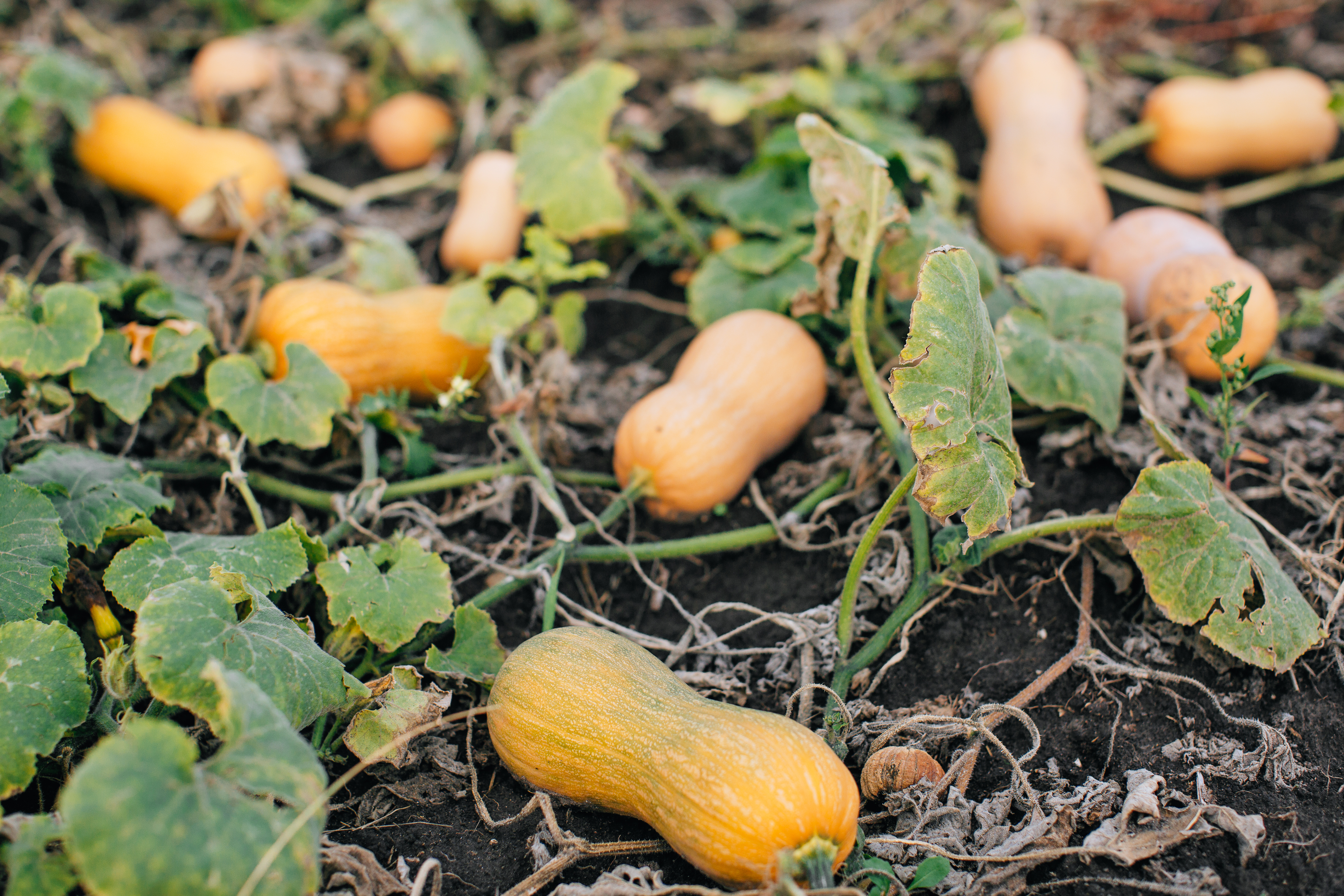 Squash plants in the field with ripe butternut squash
