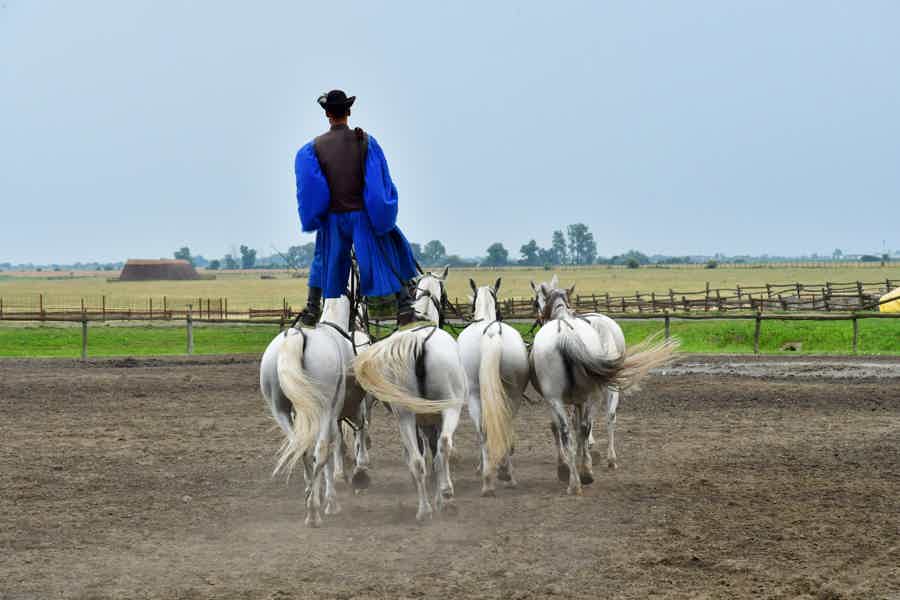 Budapest: Sisi Palace Tour with Hungarian Horse Show & Lunch - photo 5