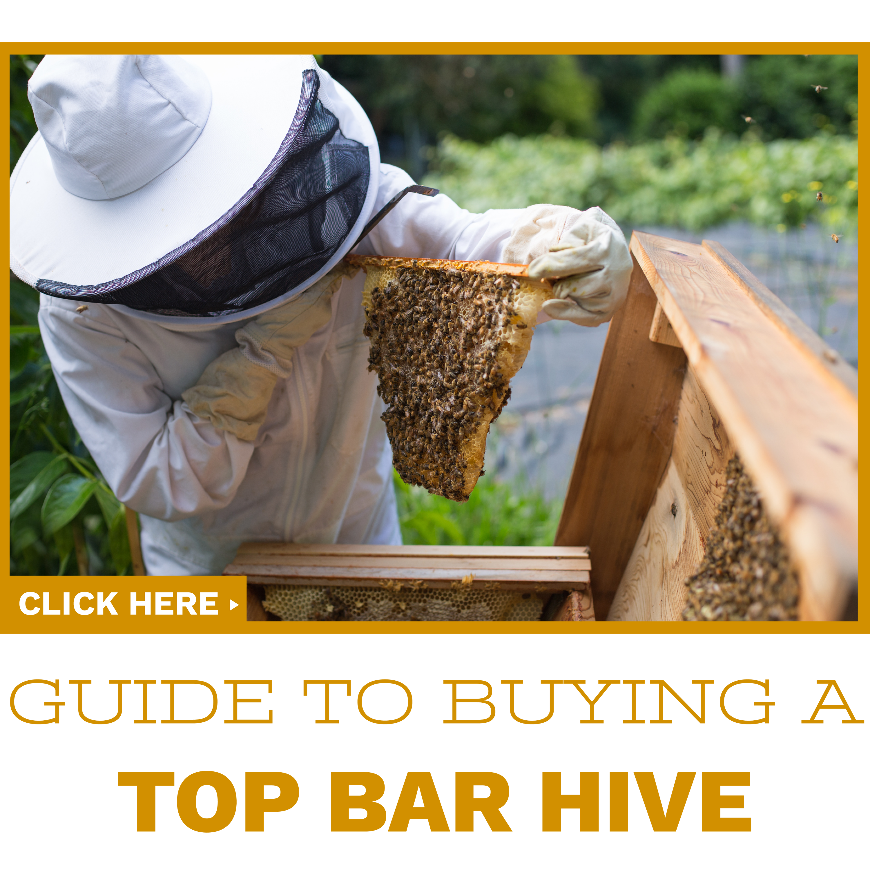 Click to read our guide on buying your first Top Bar Hive