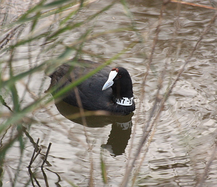  Pollensa
- Albufera