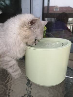 Petree Automatic Cat Water Fountain Dispenser