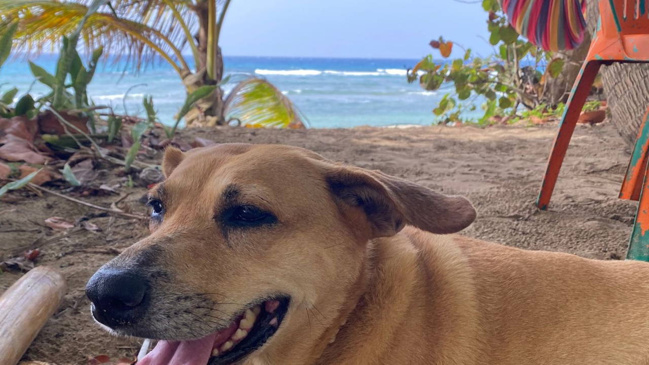 brown dog on beach in Dominican Republic