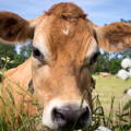 closeup of cow's face