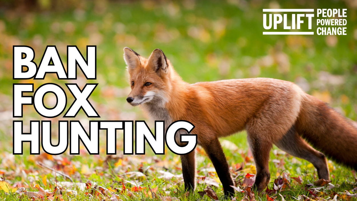 Chip in to help get Fox Hunting banned in 2026